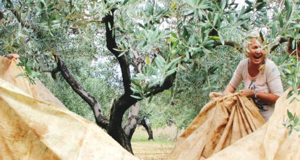 Onder een olijfboom in Kroatië tijdens een persoonlijke reisbeleving