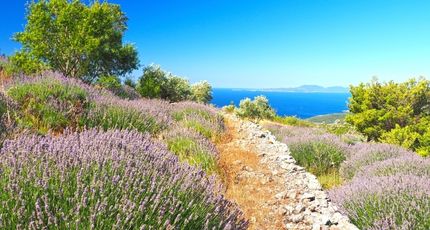Wandelpad tussen lavendel met uitzicht op de Adriatische Zee