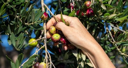 Olijven plukken tijdens nazomeren in Kroatië