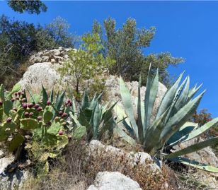Mediterrane tuin met agaves en olijfbomen in Kroatië