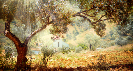Zonlicht tussen de bomen in de mediterrane natuur van Kroatië