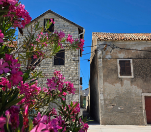 Stenen huizen en bloeiende roze oleanders in een Dalmatisch dorp