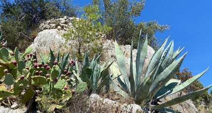 Agave en vijgcactus tussen de rotsen onder een blauwe lucht in Dalmatië