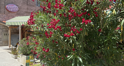 Bloeiende oleanders langs een sfeervolle dorpsstraat in Dalmatië