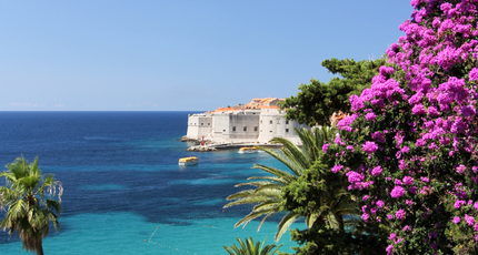 Kroatische kust met helderblauwe zee en bloeiende bougainville en uitzicht op het fort van Dubrovnik