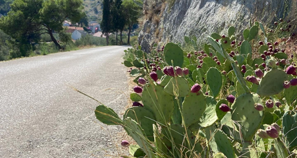 Vijgcactussen langs een rustige weg door het Kroatische binnenland